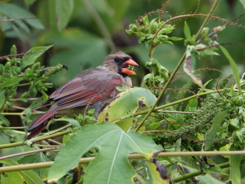 Female cardinal feeding on Ragweed seed