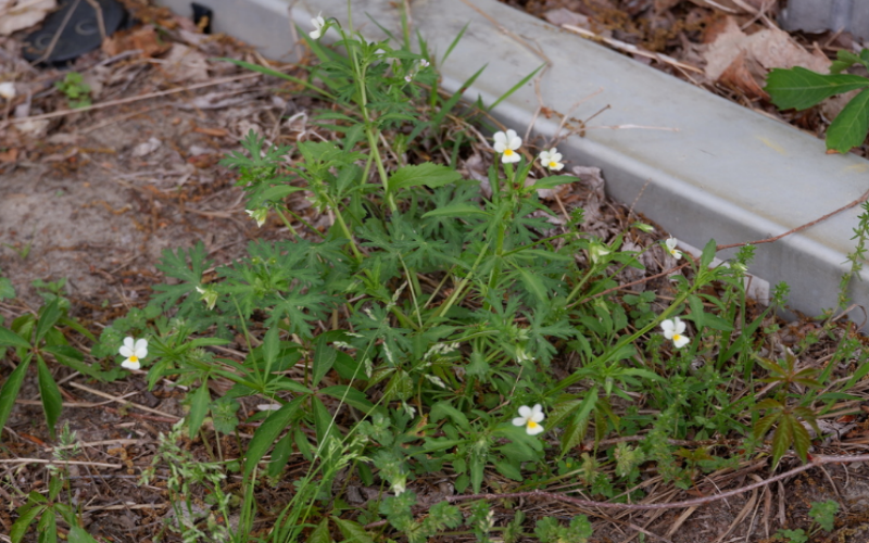It is mostly located on the fence and landscape edges