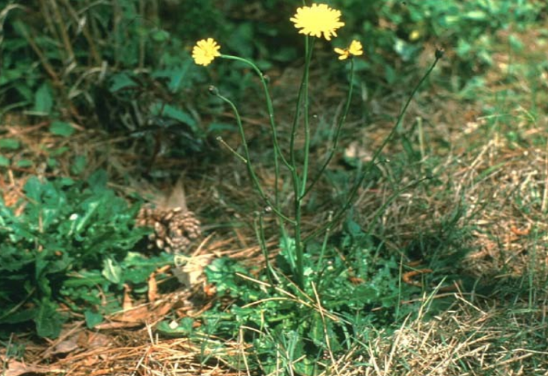 The weed is mostly found in the northern parts of the State, invading lawns, pastures, and fields