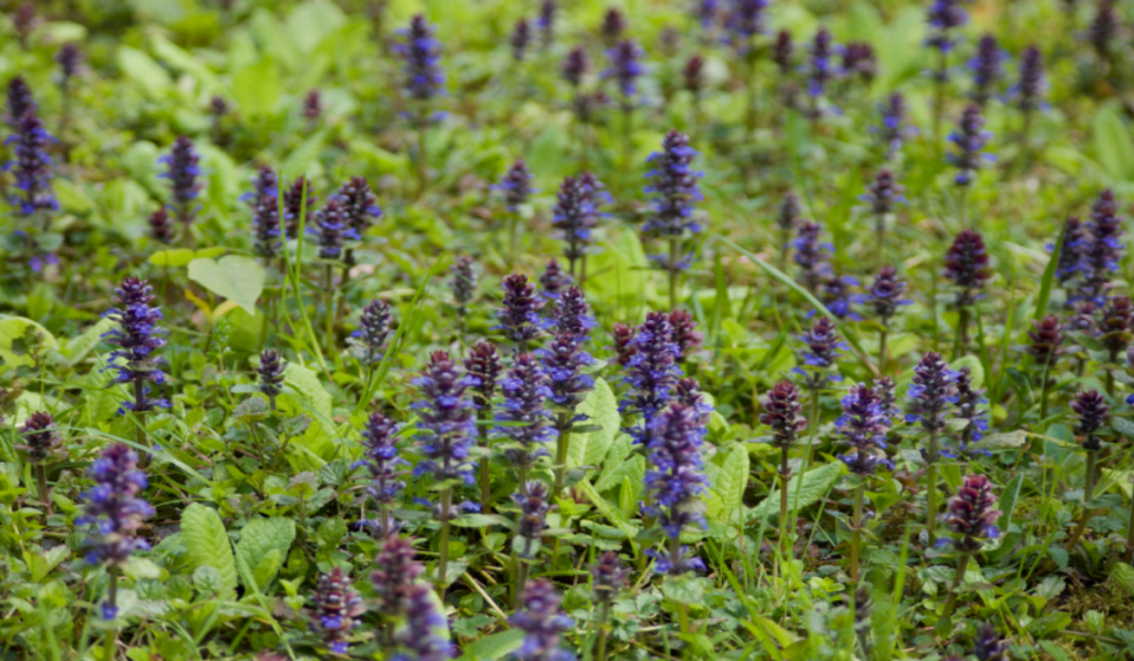 Carpet Bugle is a good groundcover for partially-shaded landscapes