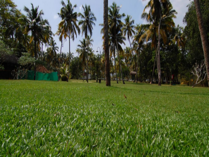 Axonopus grasses are popular on lawns and pathways for their low maintenance requirements