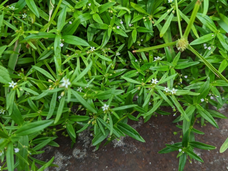 The low-growing summer annual commonly invades new turf