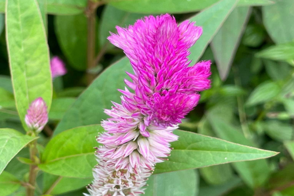 Silver Cock's Comb features oval-lanceolate leaves and showy, terminal  inflorescence