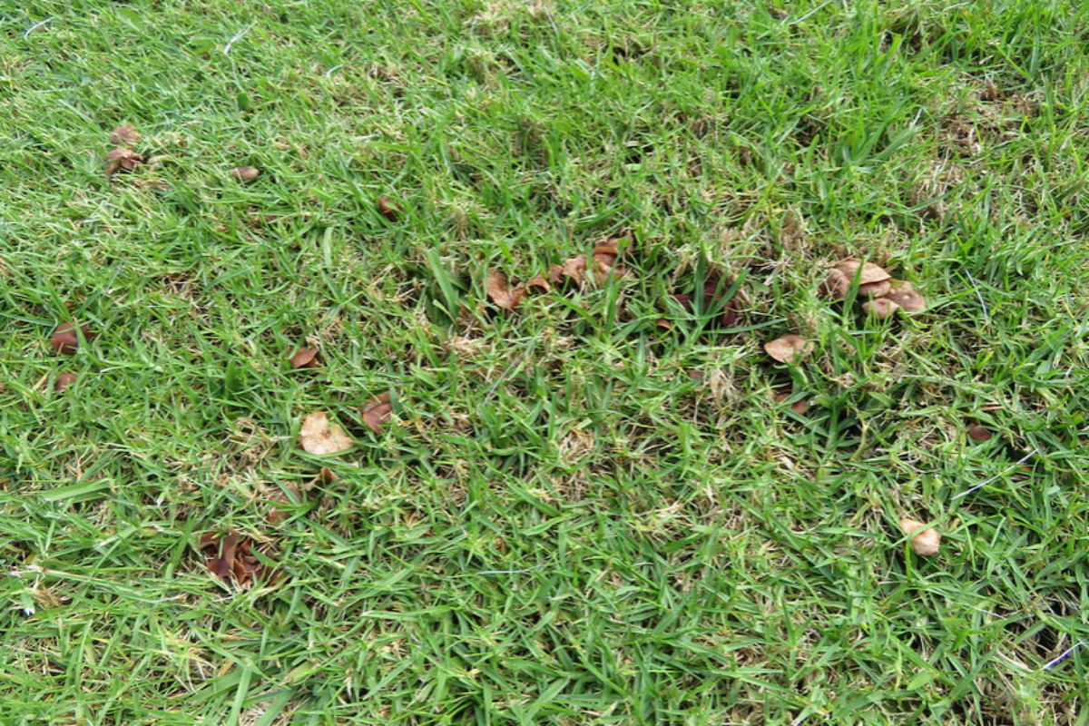 Kikuyu grass