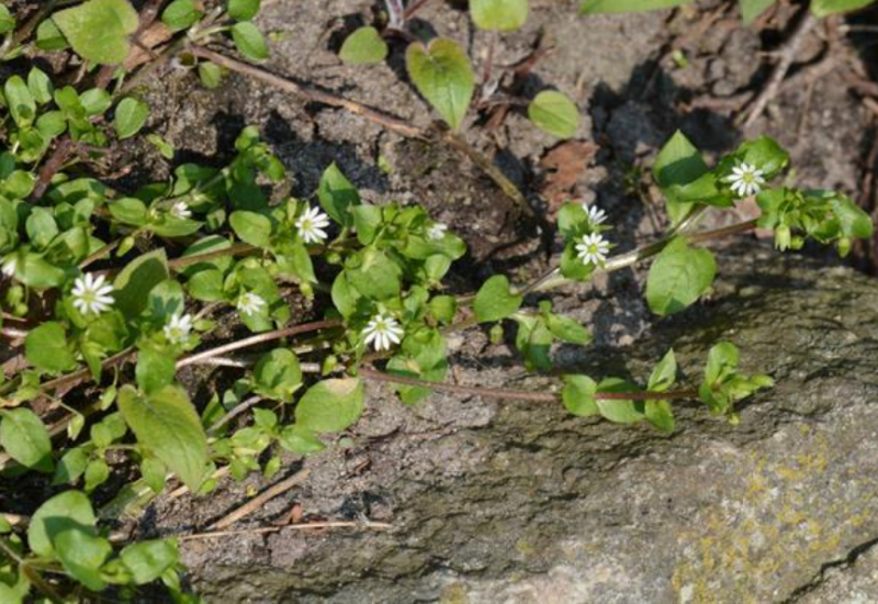 Chickweed, also known as chickenwort