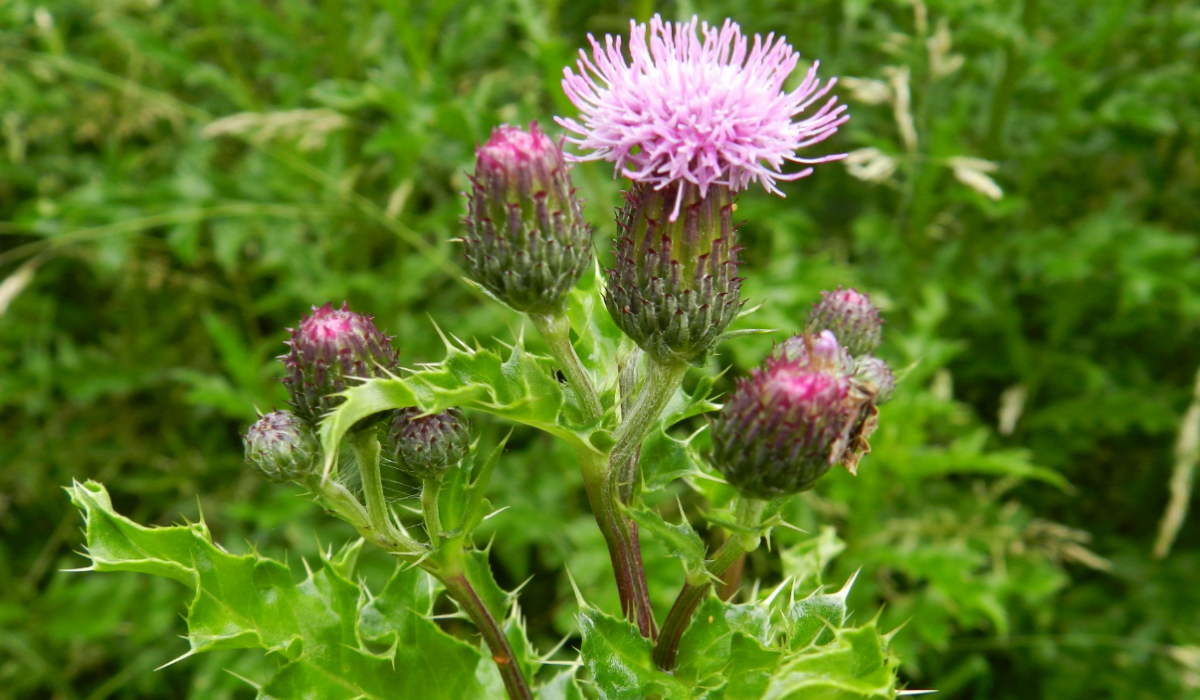 Cirsium arvense, commonly known as Creeping Thistle or Canada Thistle