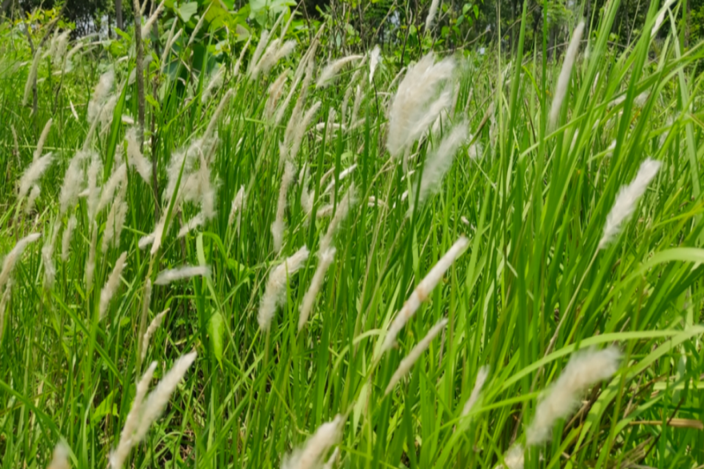 Cogon Grass Imperata Cylindrica 