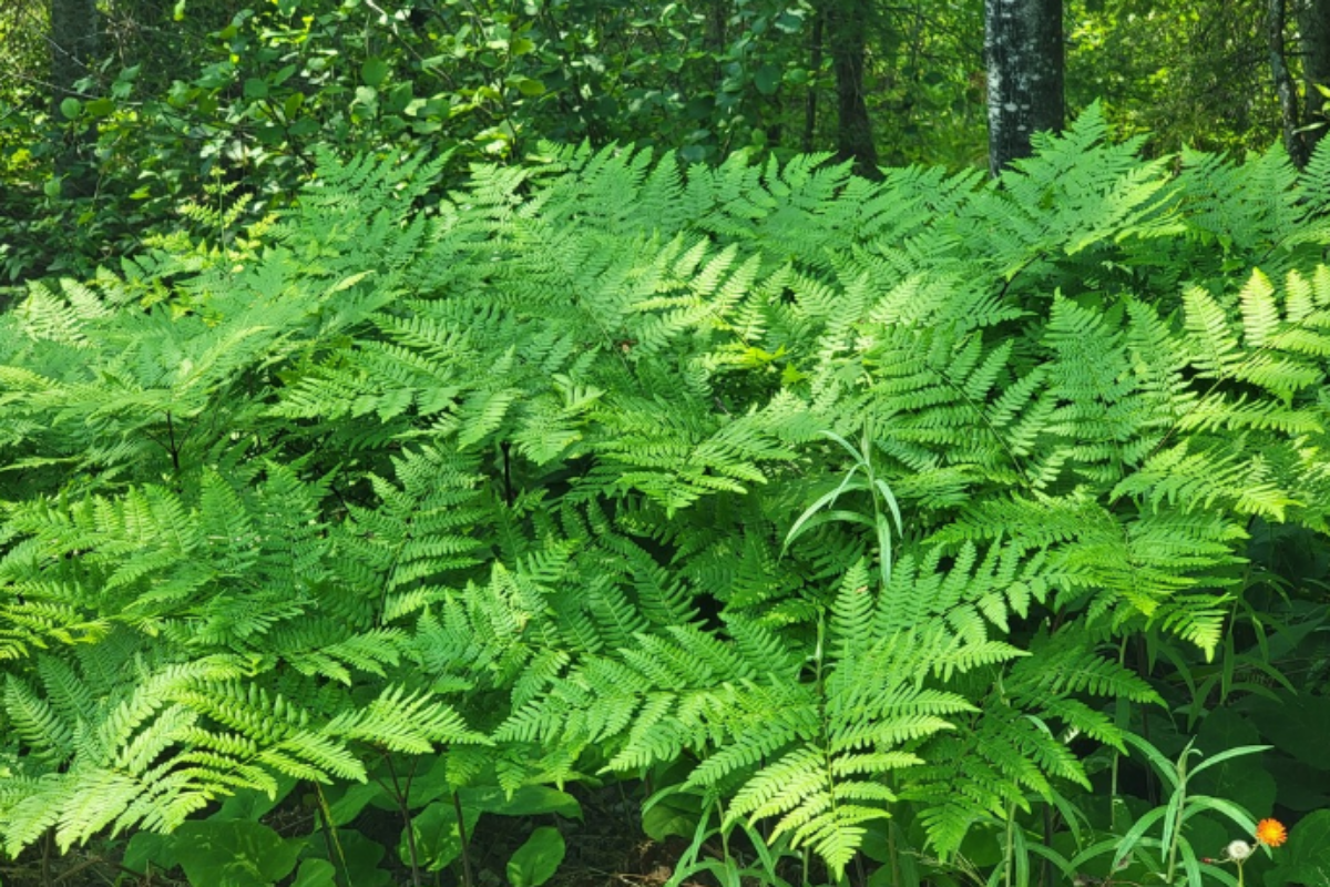 Pteridium Aquilinum Eagle Fern Common Bracken Pteridium Aquilinum Eagle Fern Common Bracken