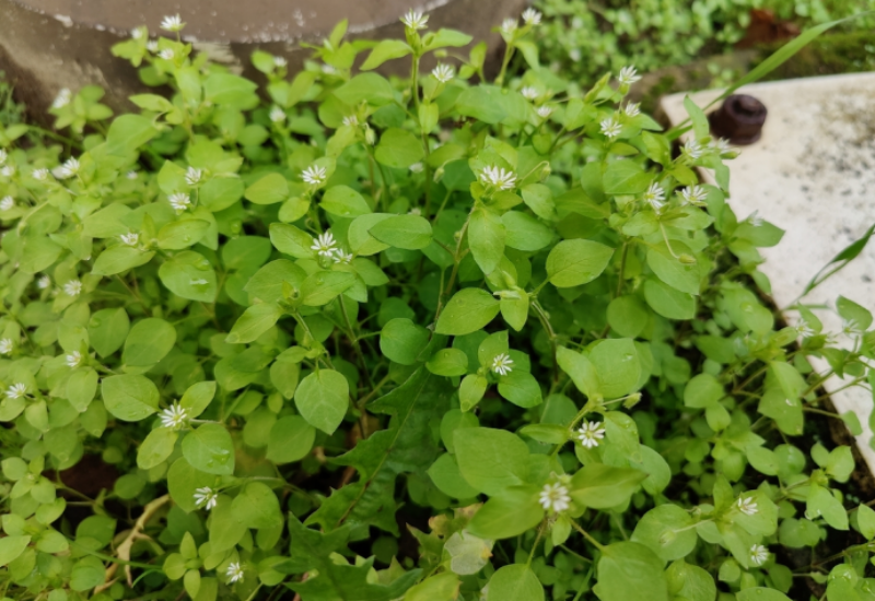 Common chickweed can be found in gardens throughout Alberta