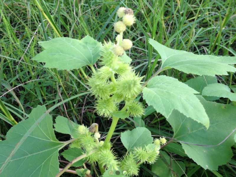 Common Cocklebur triangular and lobed leaves