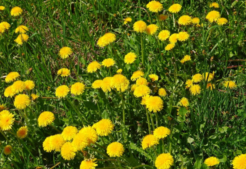 Dandelions are the most common weeds in Michigan and can be found in a variety of habitats