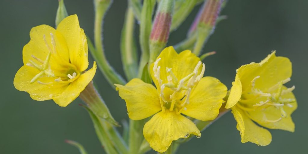 20 common weeds with yellow flowers InsightWeeds