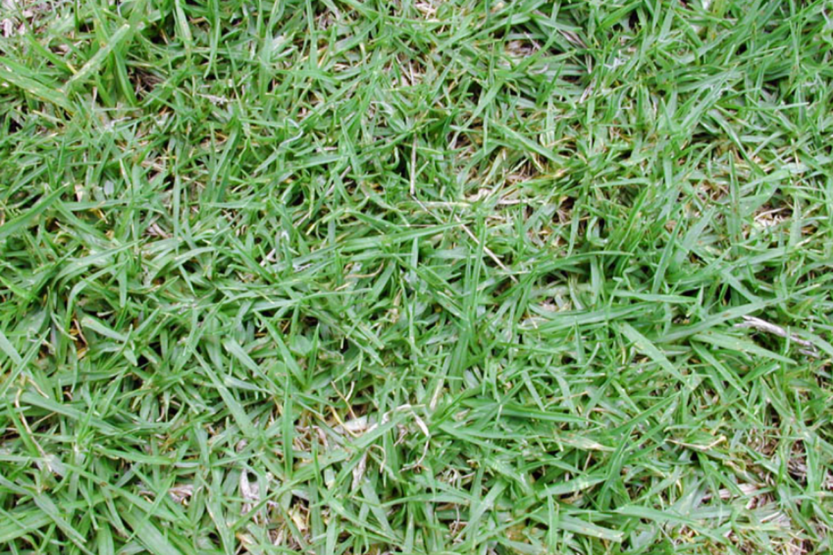 Common Kikuyu Grass (Pennisetum clandestinum)