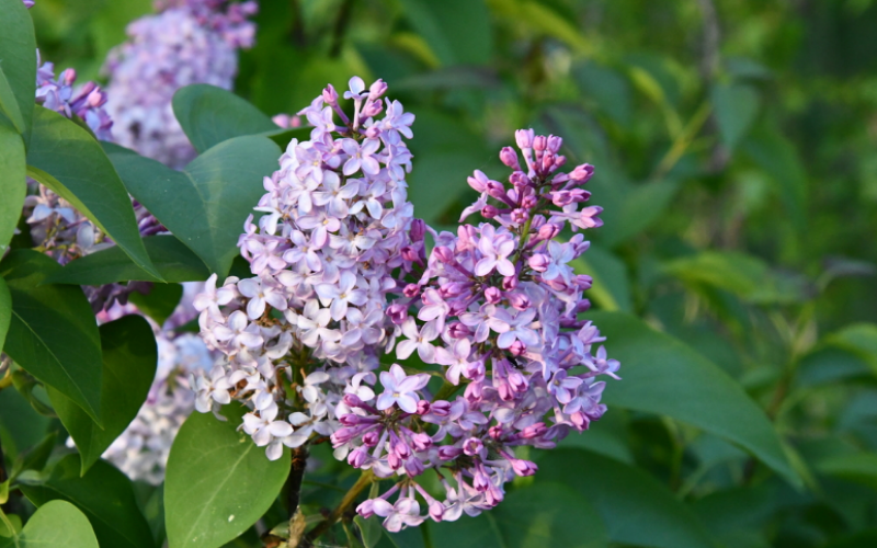 Common lilac flowers can appear like panicle hydrangeas