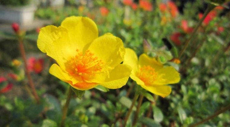 20 common weeds with yellow flowers - InsightWeeds