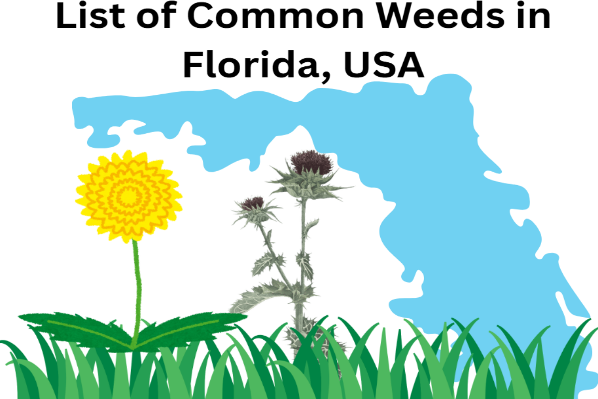 List of Common Weeds in Florida