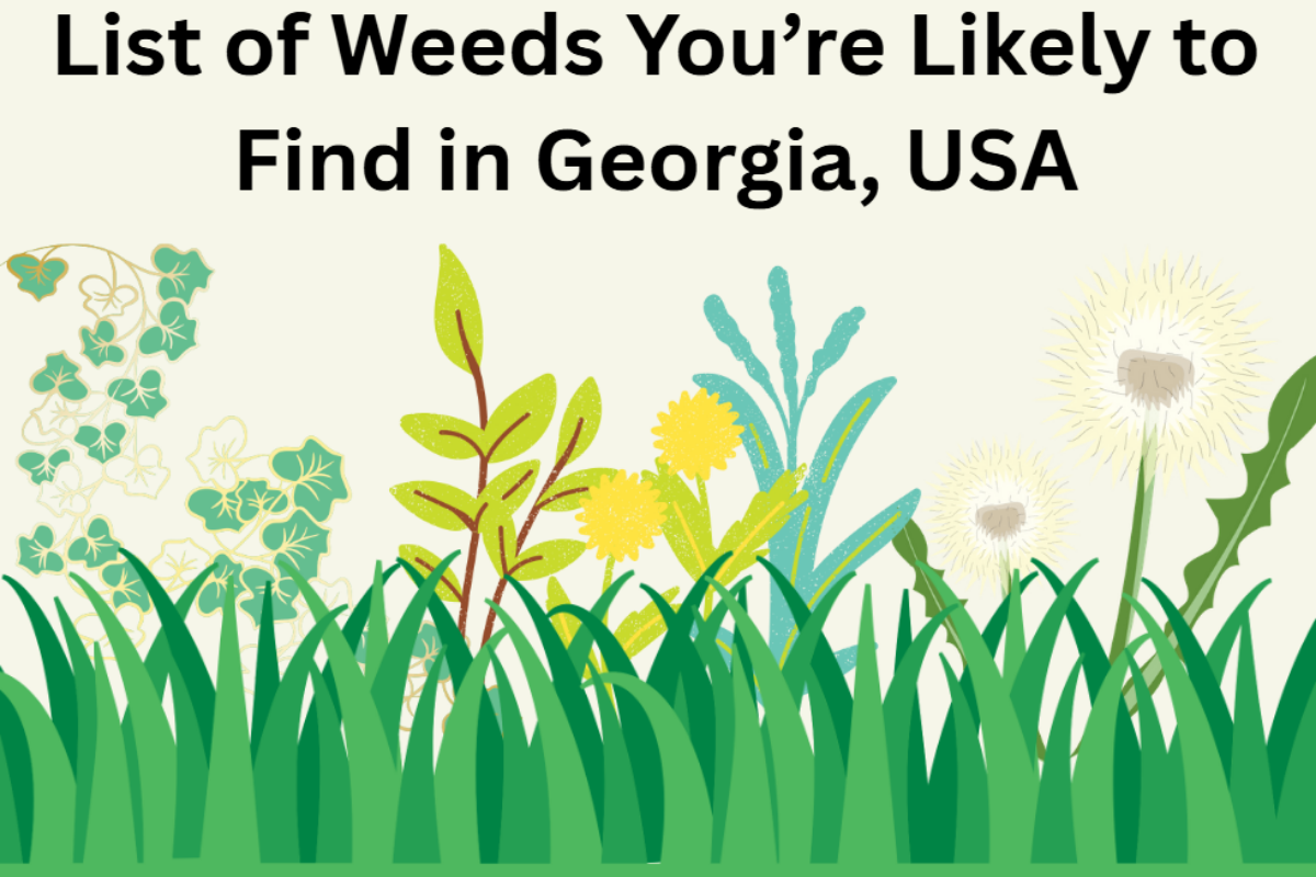 List of Weeds in Georgia