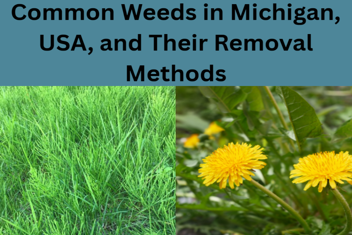 Common weeds in Michigan and their removal methods