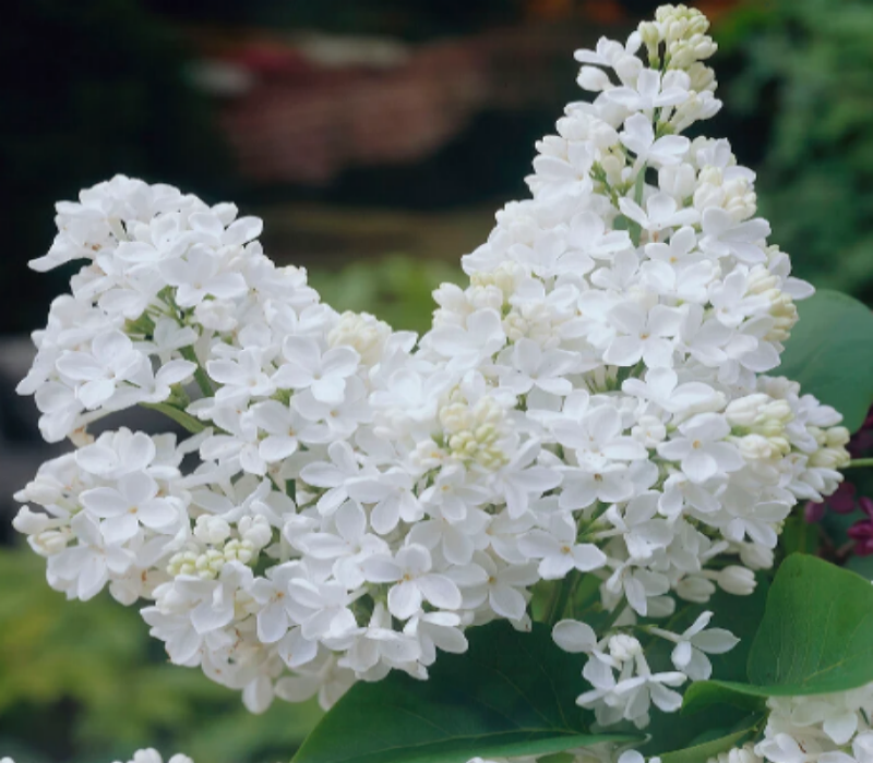 It offers delightful white blooms and a pleasant fragrance, a good choice for a butterfly or cottage garden