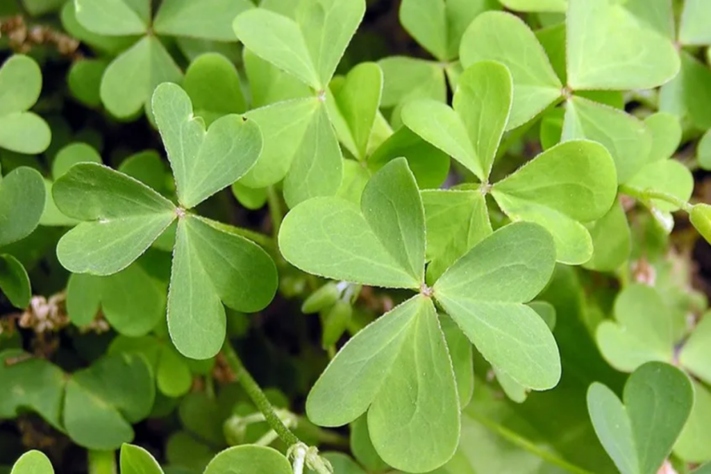 Leaves of young plants are consumed as vegetables