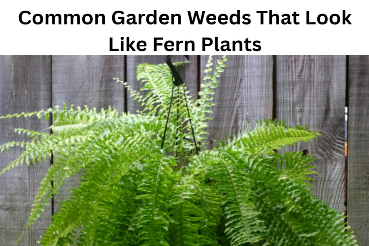 Common garden weeds that look like fern plants