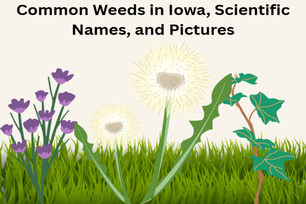 List of common weeds in Iowa