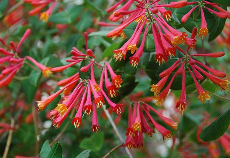 The twinning vine has tube-like flowers that help in achieving efficient pollination