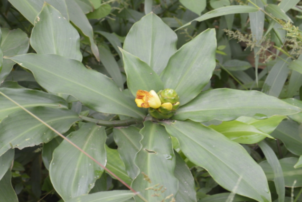 Extractions from the plant's leaves, stems, rhizomes, and flowers are used to treat a variety of ailments