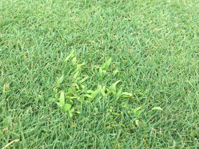 Several postemergence herbicides, including mesotrione and ditihiopyr can help eradicate both crabgrasses