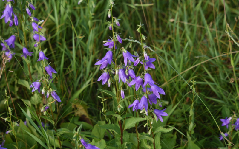 Creeping Bellflower is an aggressive and invasive weed