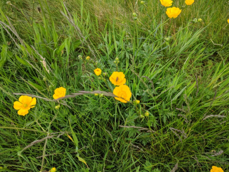 Improving lawn density and health will keep away the Creeping Butter infestations