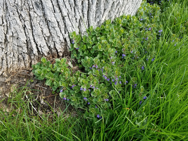 Early hand-pulling, digging, or applying herbicides containing 2,4-D, dicamba, or triclopyr will remove Creeping Charlie from your lawn