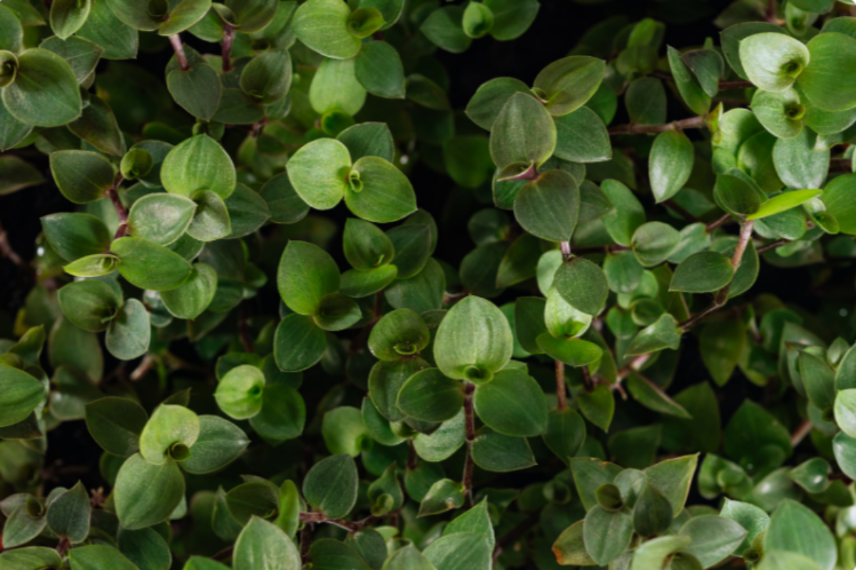 Creeping inch plant