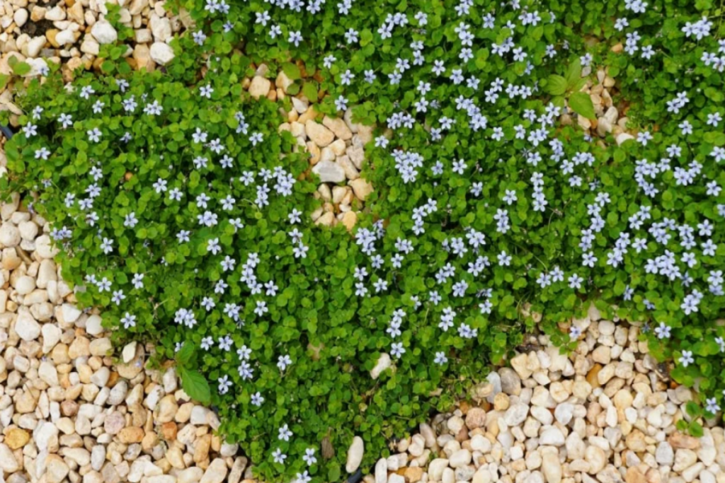 Blue Star Creeper is a popular landscaping and garden groundcover 