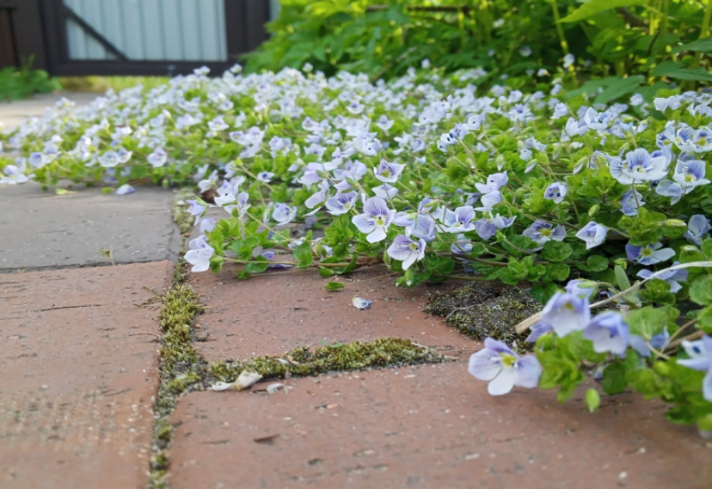 V. filiformis spreads on gardens, lawns, and sidewalk cracks