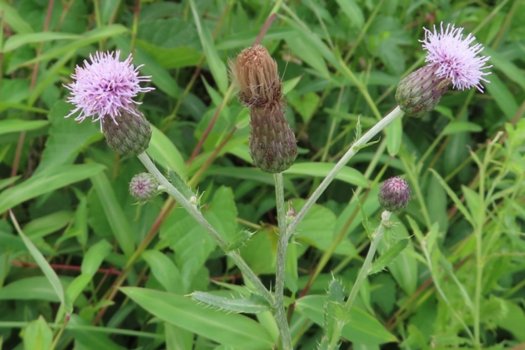 Creeping Thistle can be identified by its narrow, spiny leaves and pink to purple flowerheads