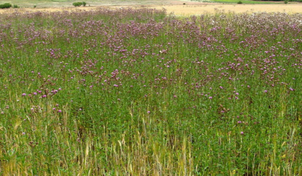 Creeping Thistle is a serious and invasive weed that forms dense infestations in pastures, agricultural fields, and ornamental landscapes