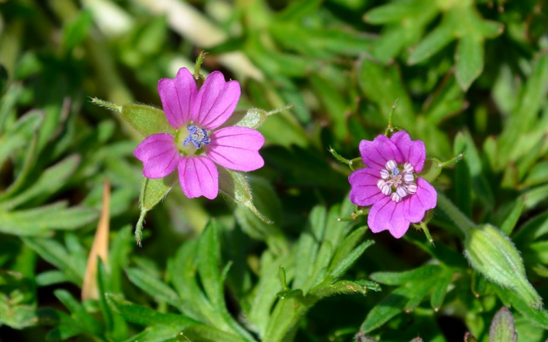 G. dissectum has fern-like leaves and blue to purple flowers