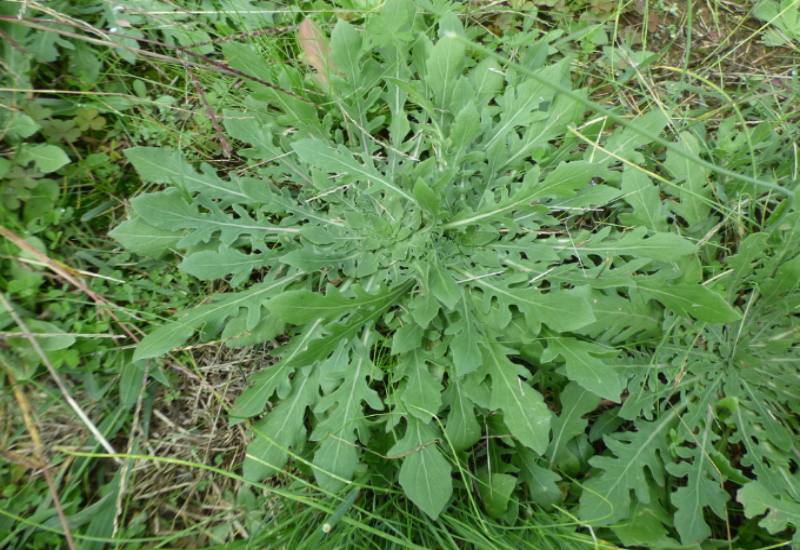 The lobed leaves are primarily adapted for increased photosynthesis surface area