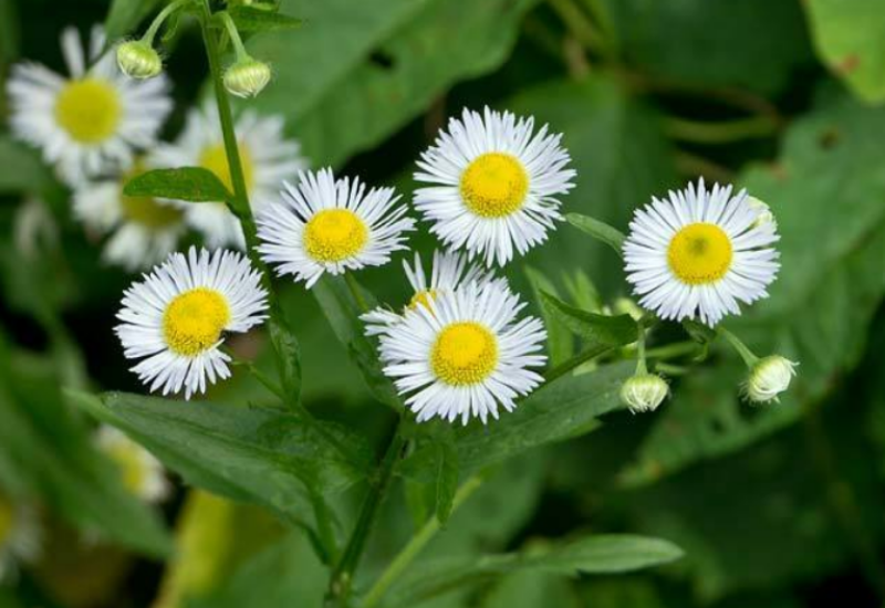 The plant has daisy-like flower heads with white, thread-like ray florets and yellow disk florets