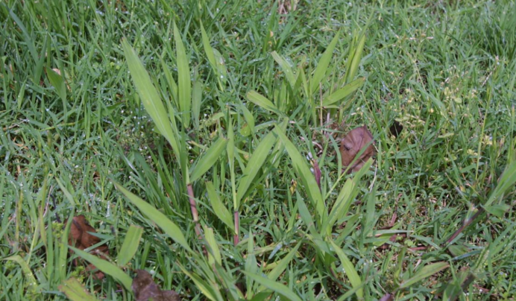 Dallisgrass creates unsightly clumps and can be a tripping hazard on turfgrass