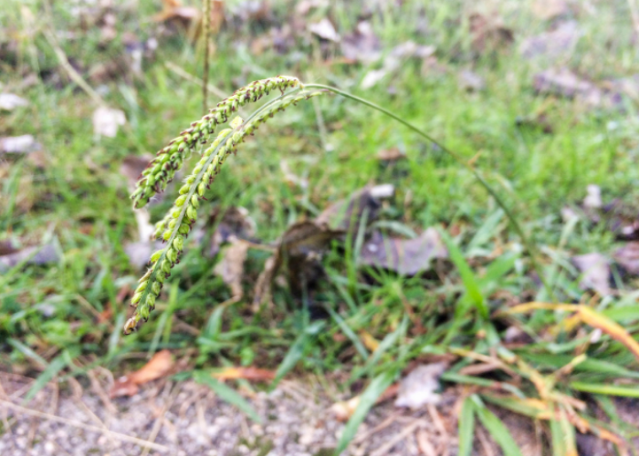 Dallisgrass is an invasive weed