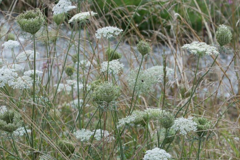 Daucus carota