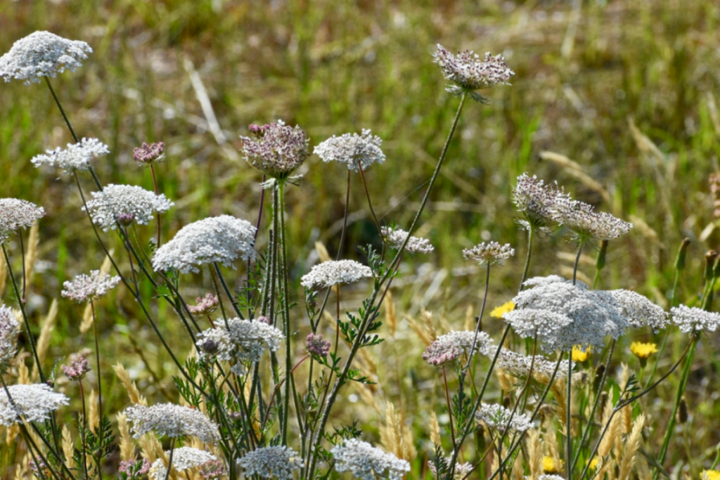 Wild Carrot flowers and aromatic seeds are used to flavor dishes and stews