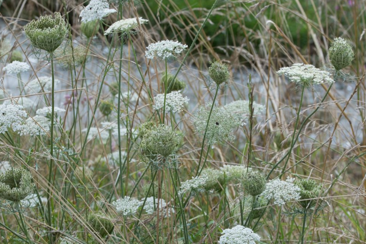 Daucus carota