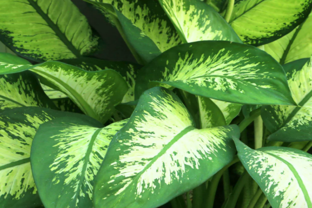 Dieffenbachia, also known as Spotted Dumbcane