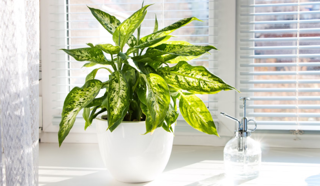 Dieffenbachia is a popular house and office indoor plant