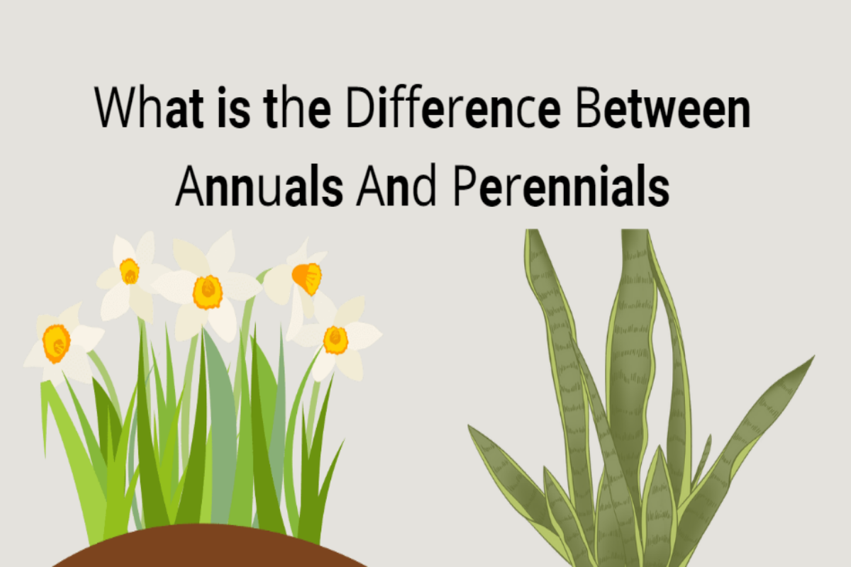 What is the Difference Between Annual and Perennial Weeds