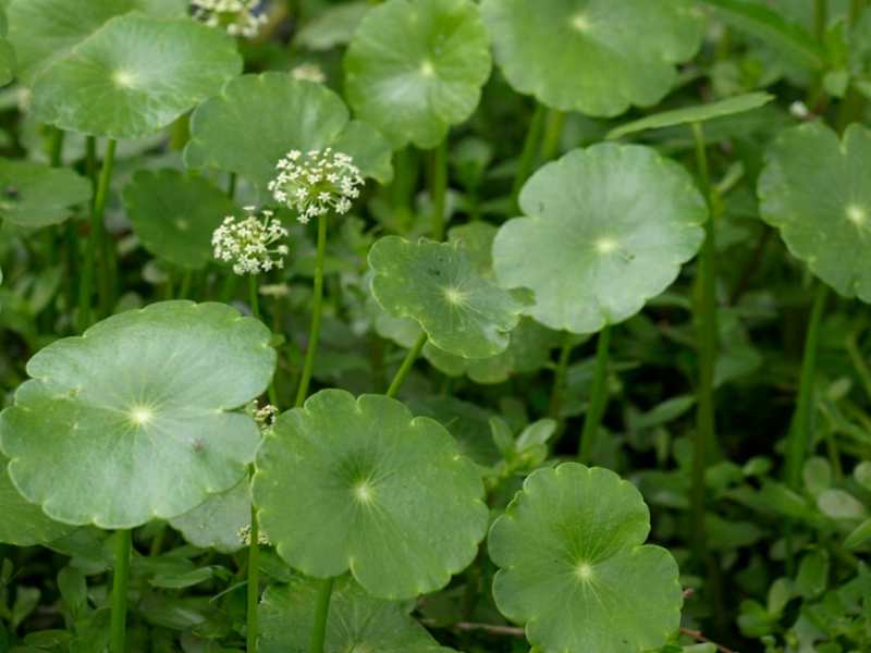 Dollarweed occurs naturally in swamps and ditches, but also invades wet areas in lawns and gardens