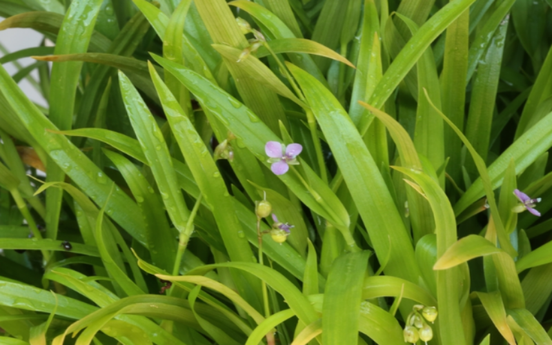 Doveweed is a common turfgrass weed that resembles grass when young